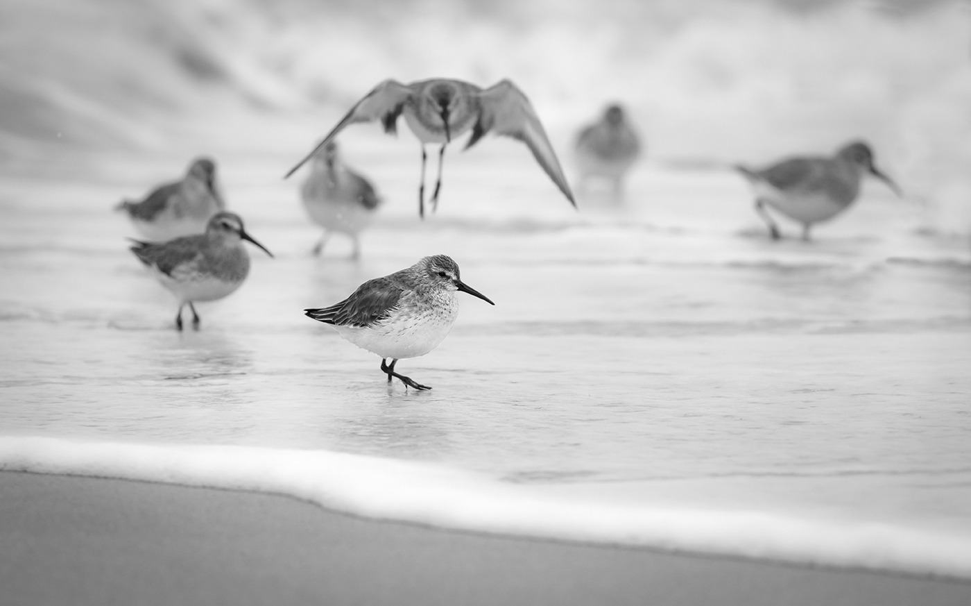 2nd PrizeOpen Mono In Class 3 By Dan Laughman For The Dunlins OCT-2020.jpg